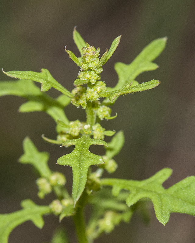 Fetid Goosefoot Stem