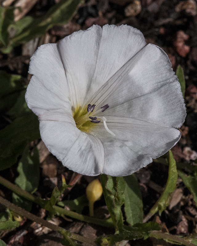 Field Bindweed Flower