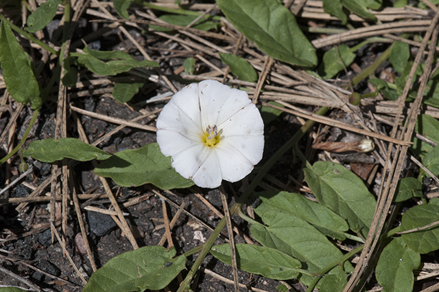 Field Bindweed Leaves