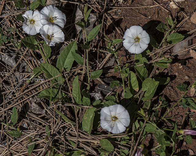 Field Bindweed Plant