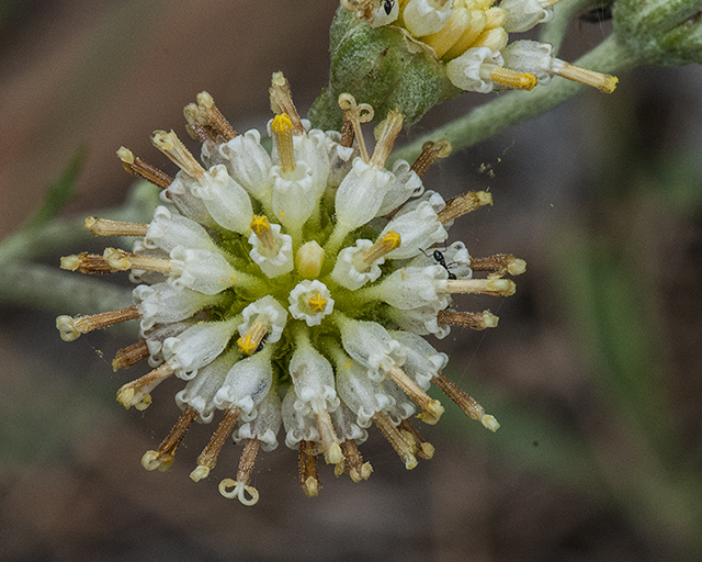 Fineleaf Hymenopappus Flower