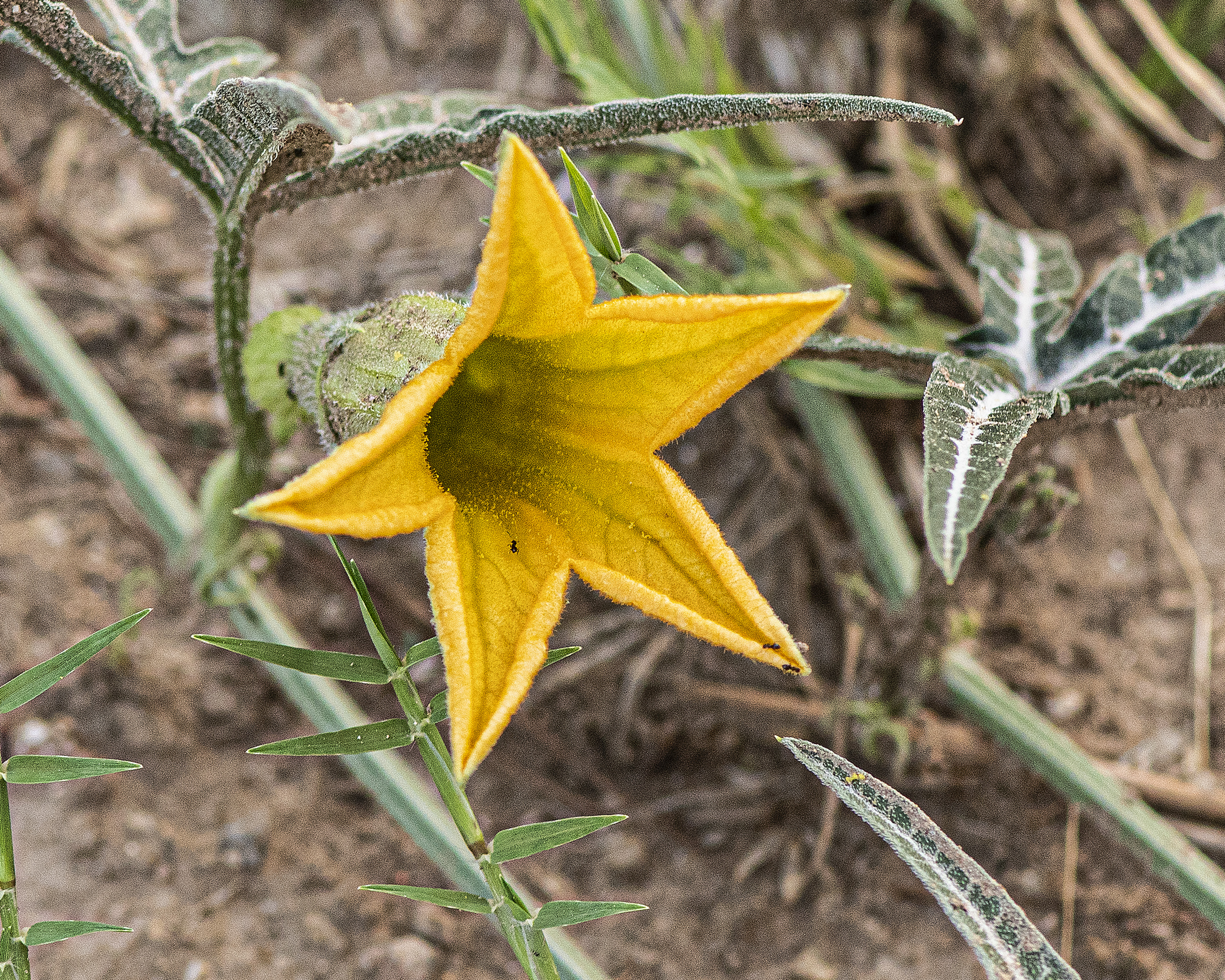 Fingerleaf Gourd Flower