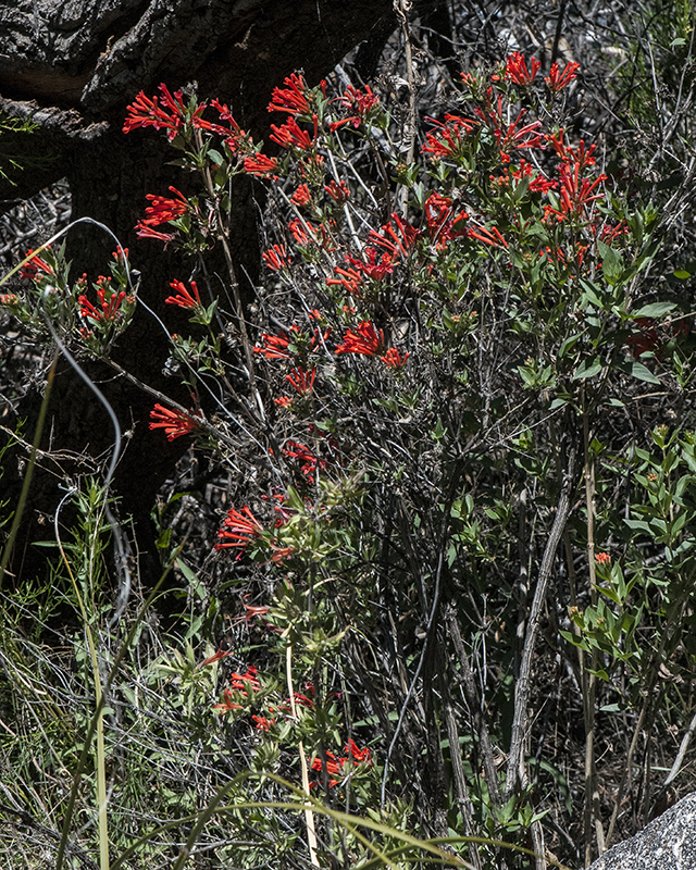 Firecracker Bush Plant