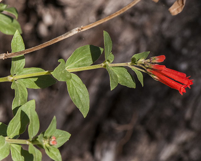 Firecracker Bush Stem