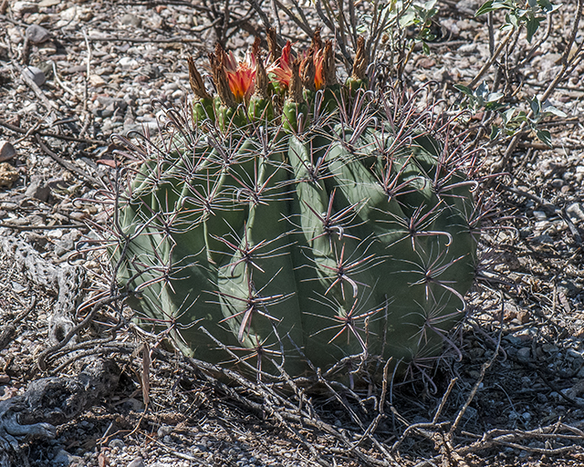 Fishhook Barrel Cactus Plant