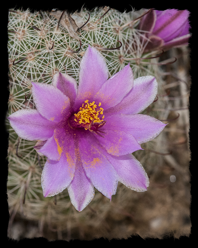 Fishhook Pincushion Flower