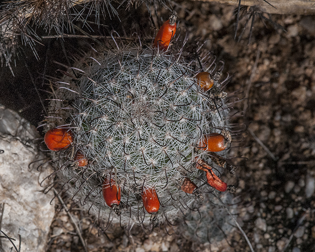 Fishhook Pincushion Fruit