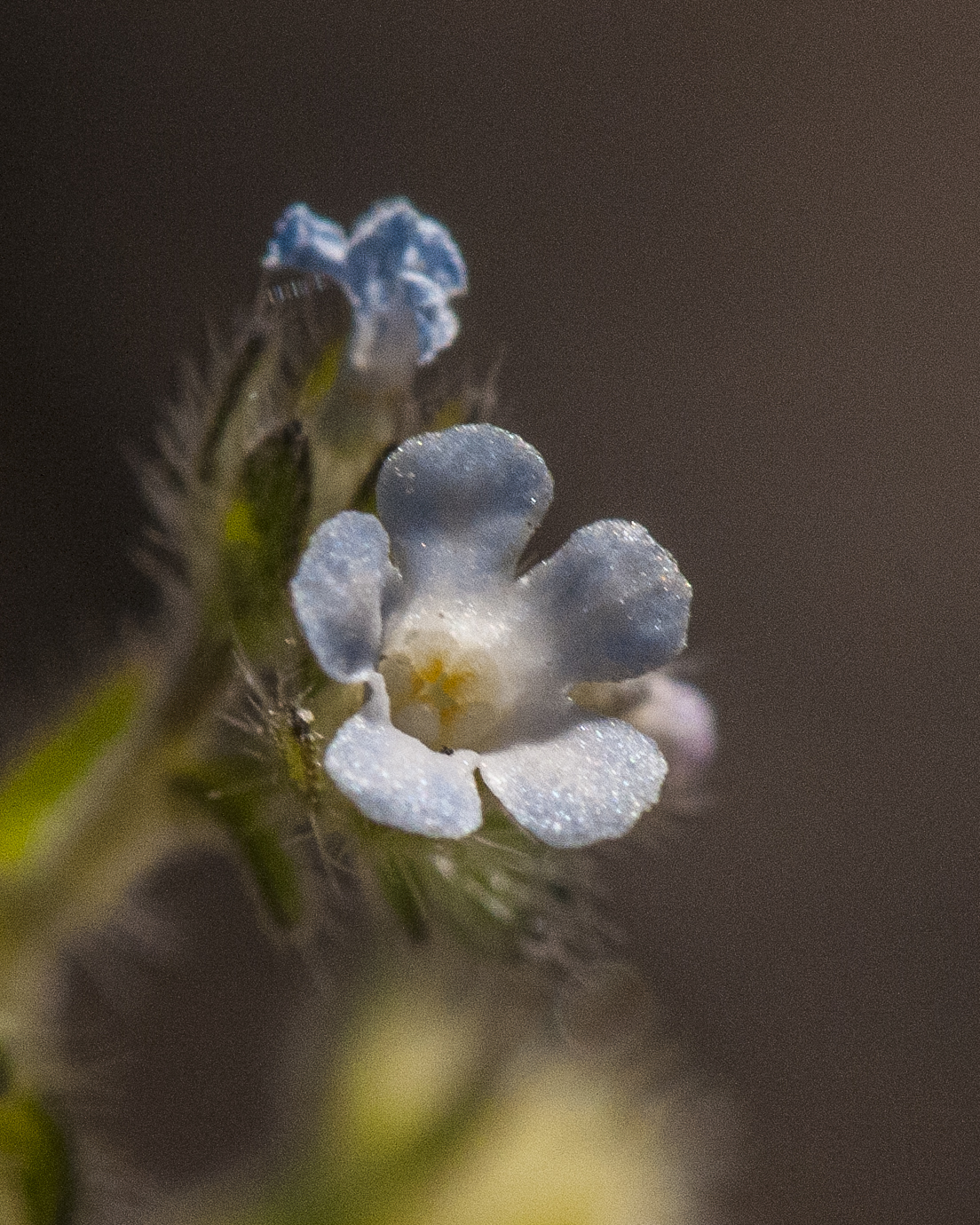 Flatspine Stickseed Flower