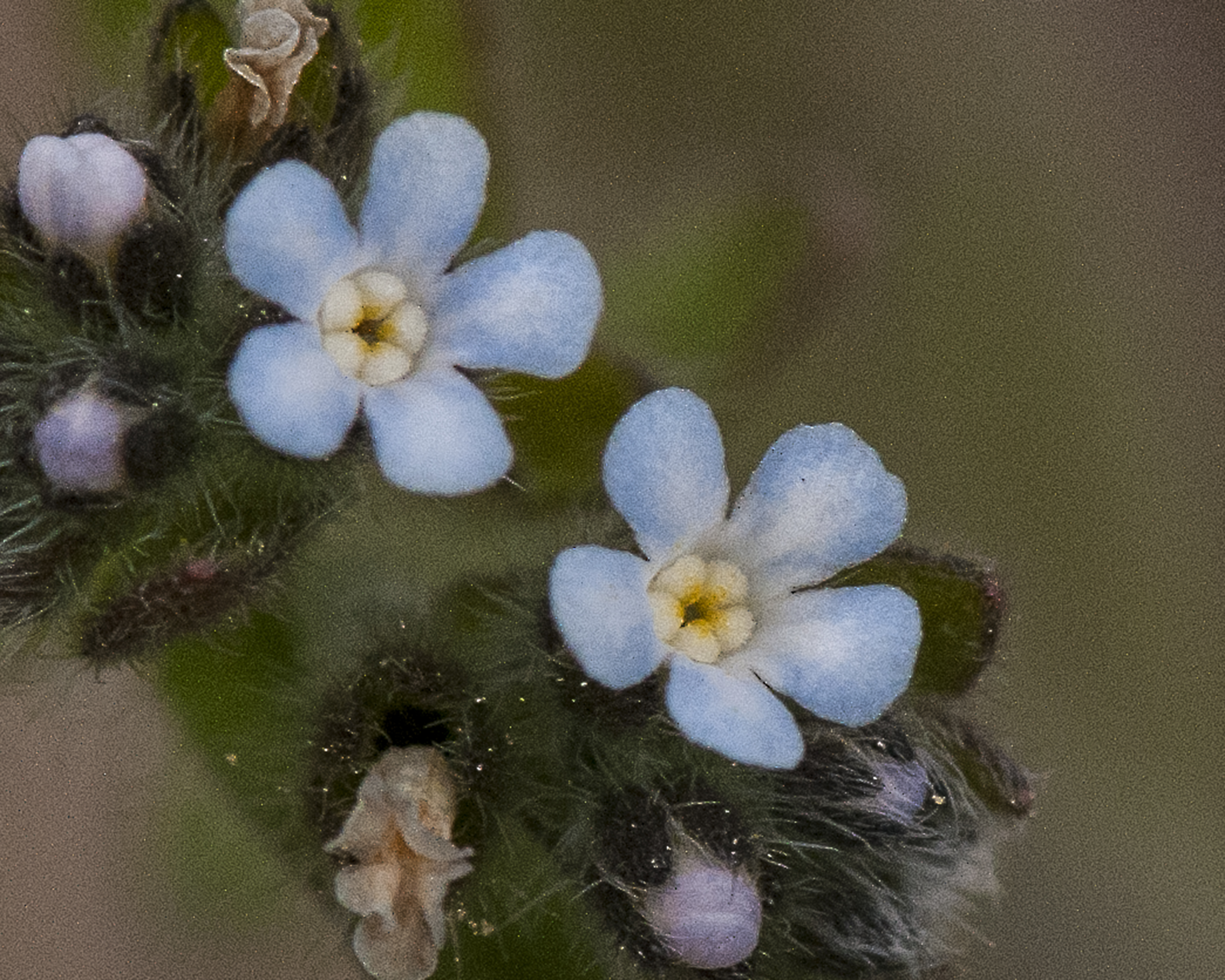 Flatspine Stickseed Flower