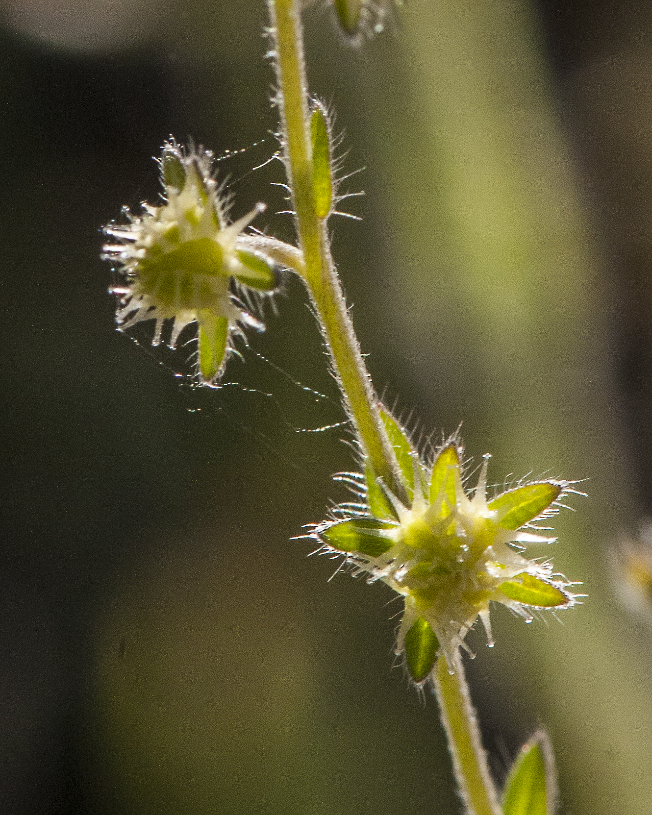 Flatspine Stickseed Fruit