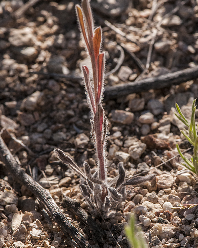 Flatspine Stickseed Leaves