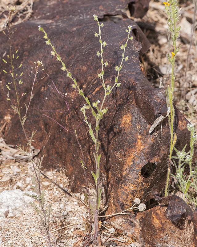 Flatspine Stickseed Plant