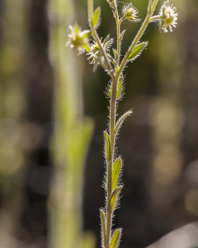 Flatspine Stickseed Stem