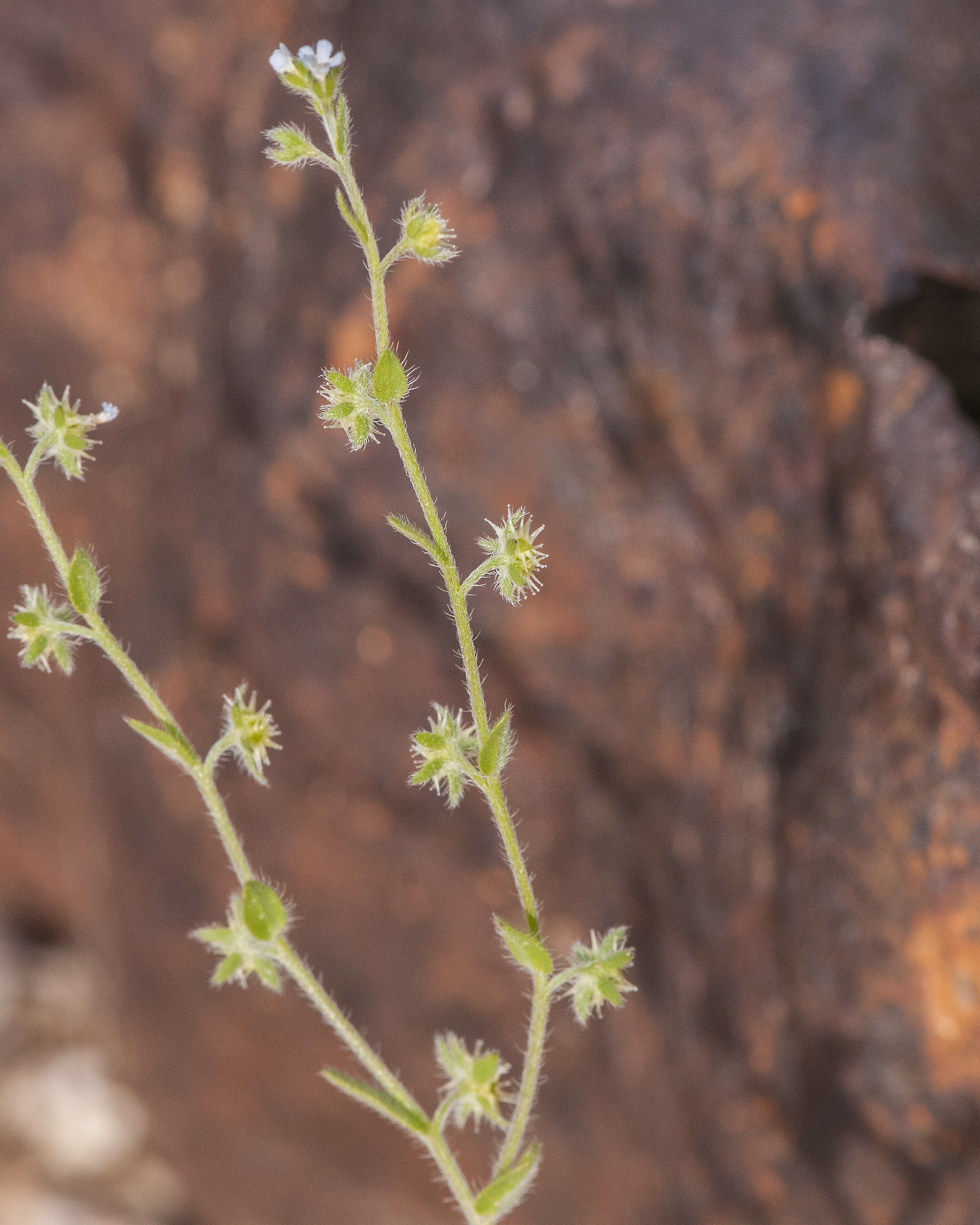 Flatspine Stickseed Stem