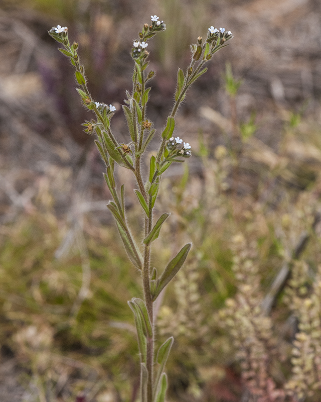 Flatspine Stickseed Stem