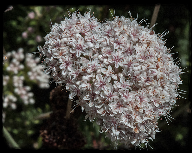 Flat-topped Buckwheat Flower