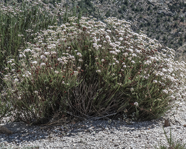 Flat-topped Buckwheat Plant