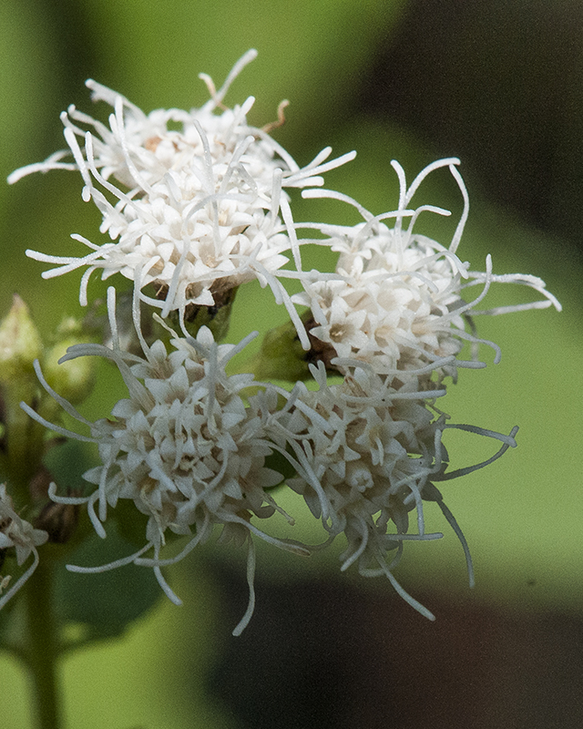 Fragrant Snakeroot Flower