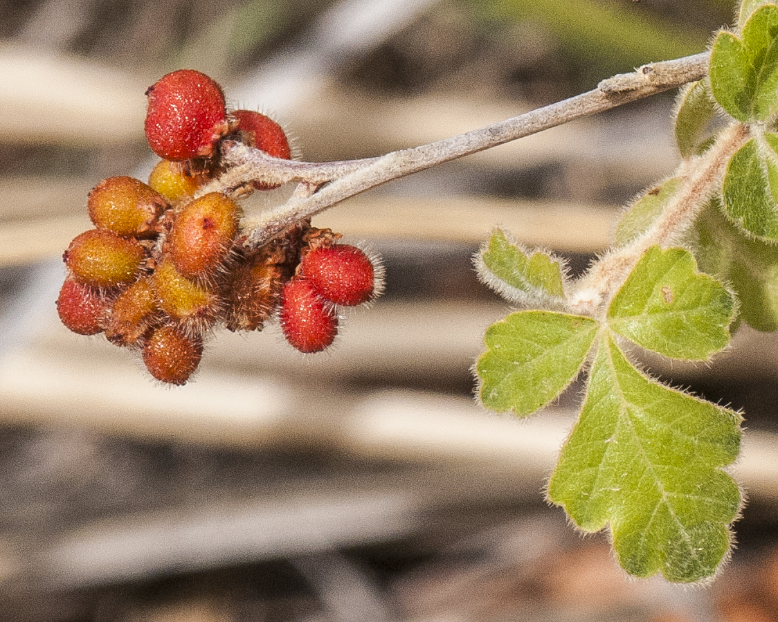 Fragrant Sumac