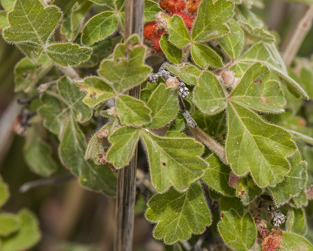Fragrant Sumac