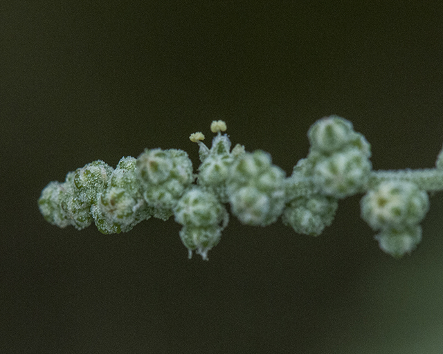 Fremont Goosefoot Flower