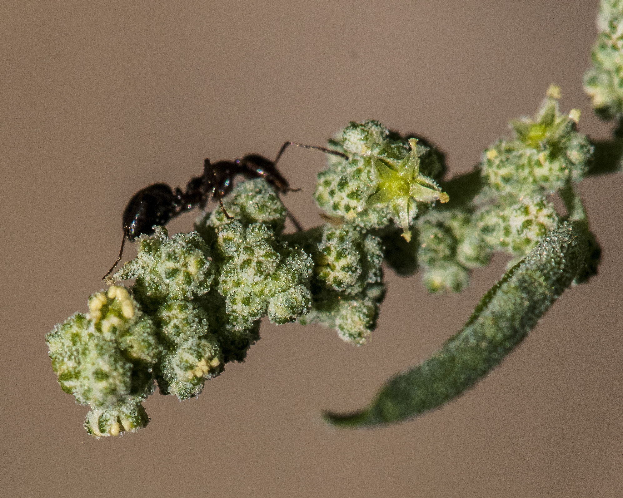 Fremont Goosefoot Flower