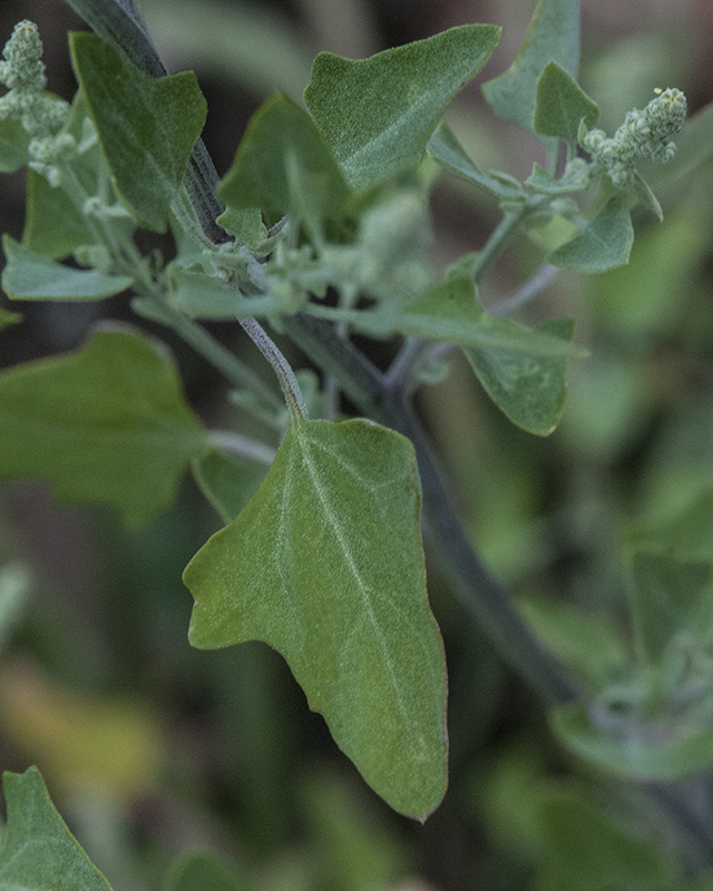 Fremont Goosefoot Leaves