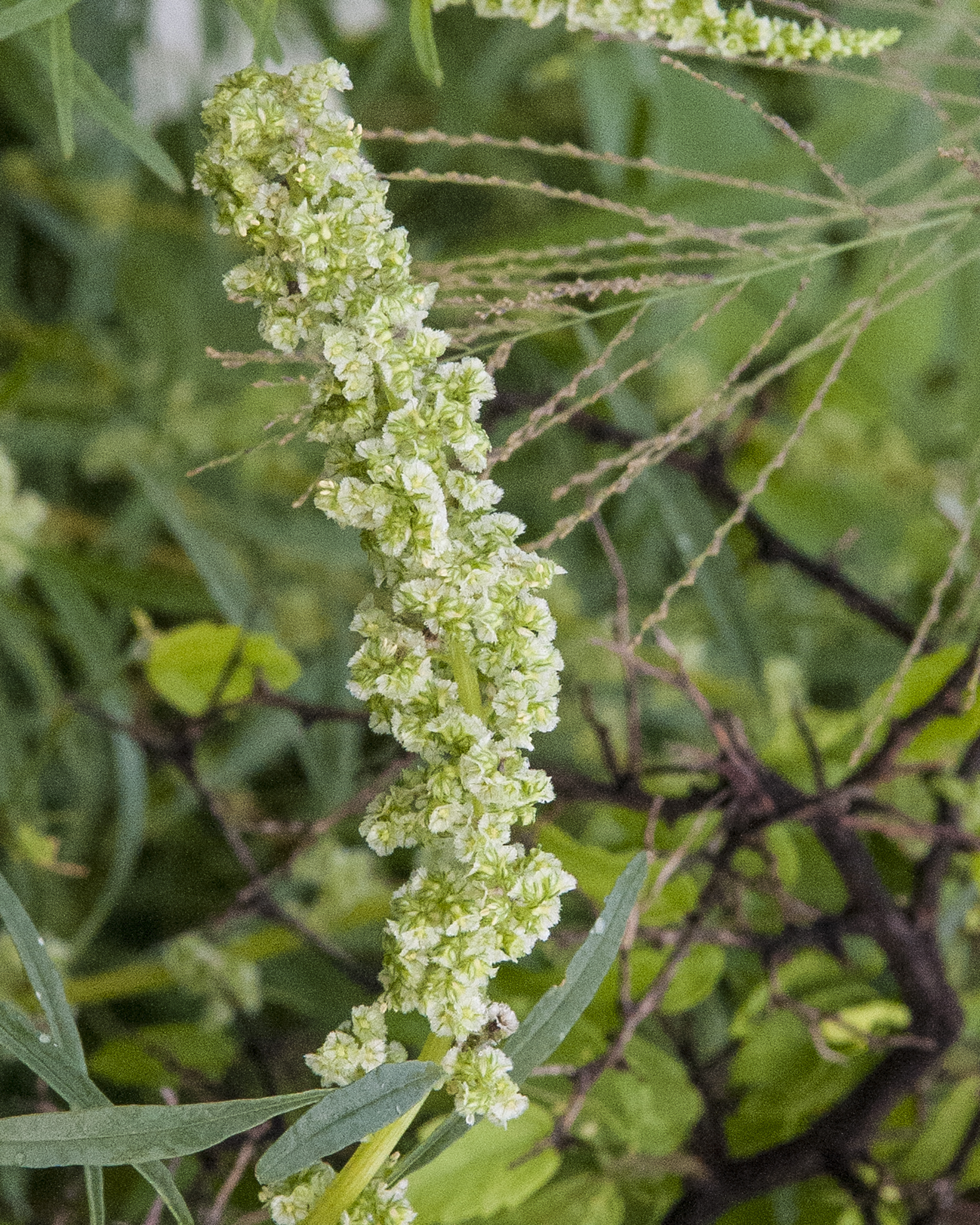 Fringed Amaranth