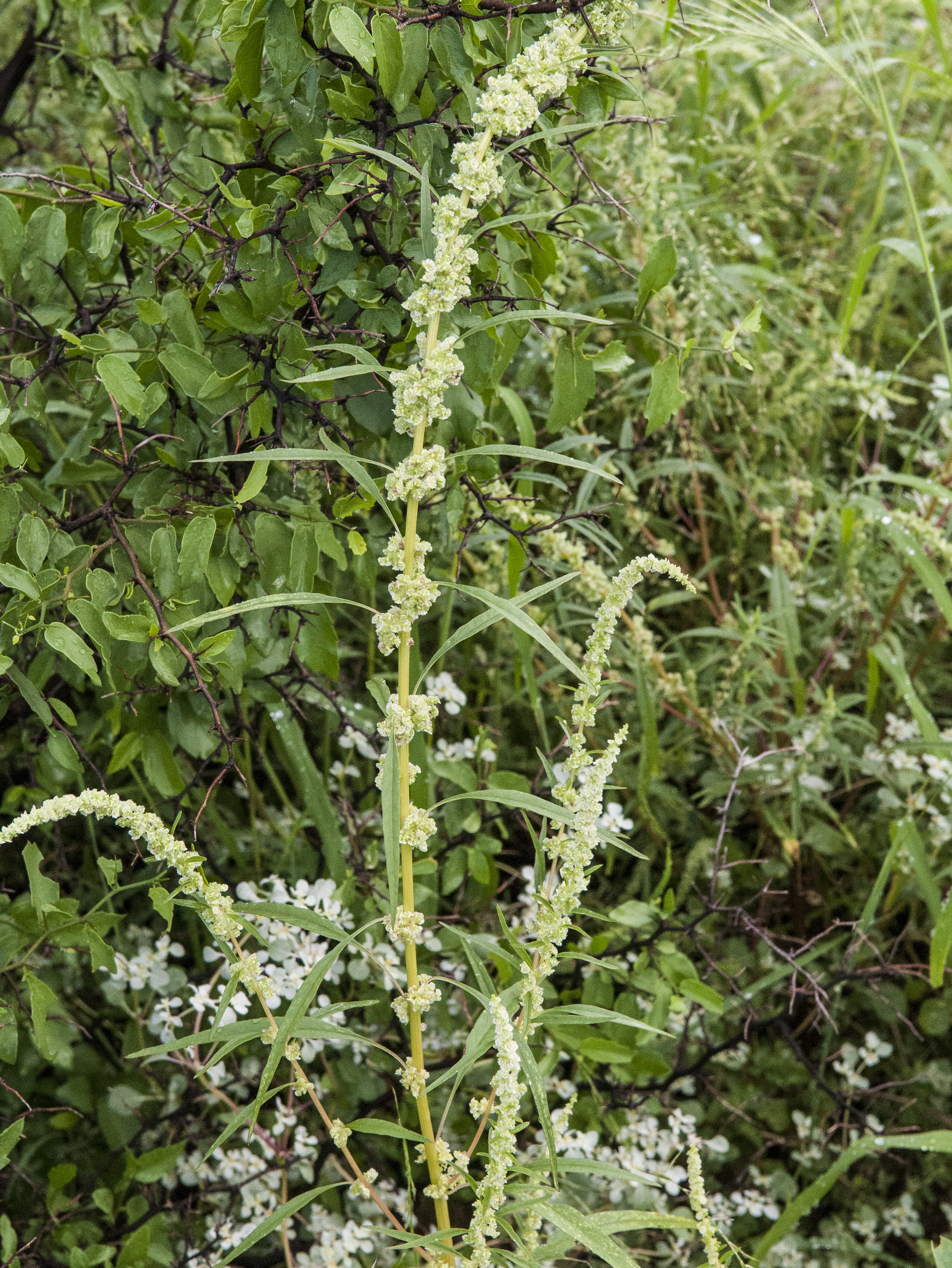 Fringed Amaranth