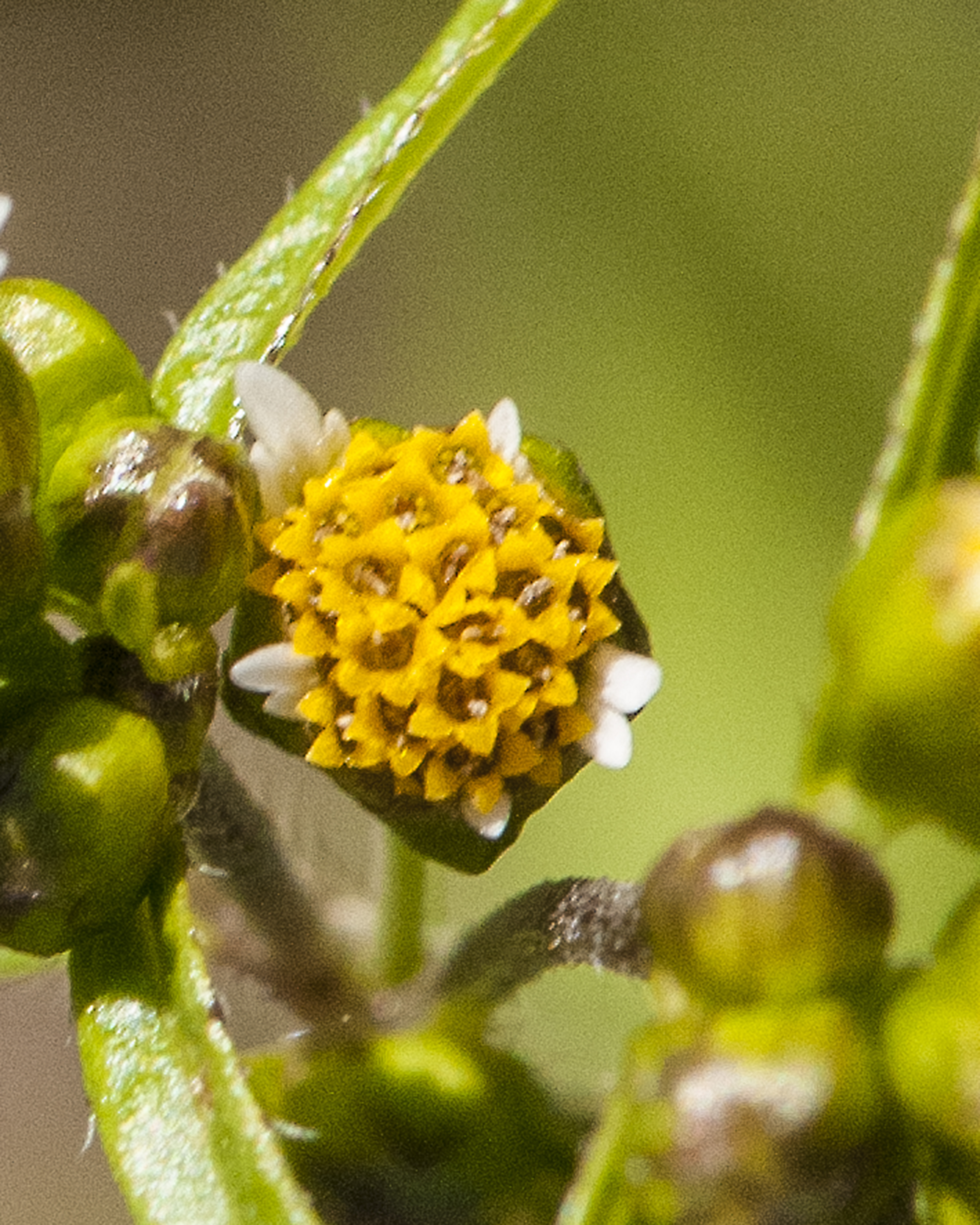 Gallant Soldier Flower
