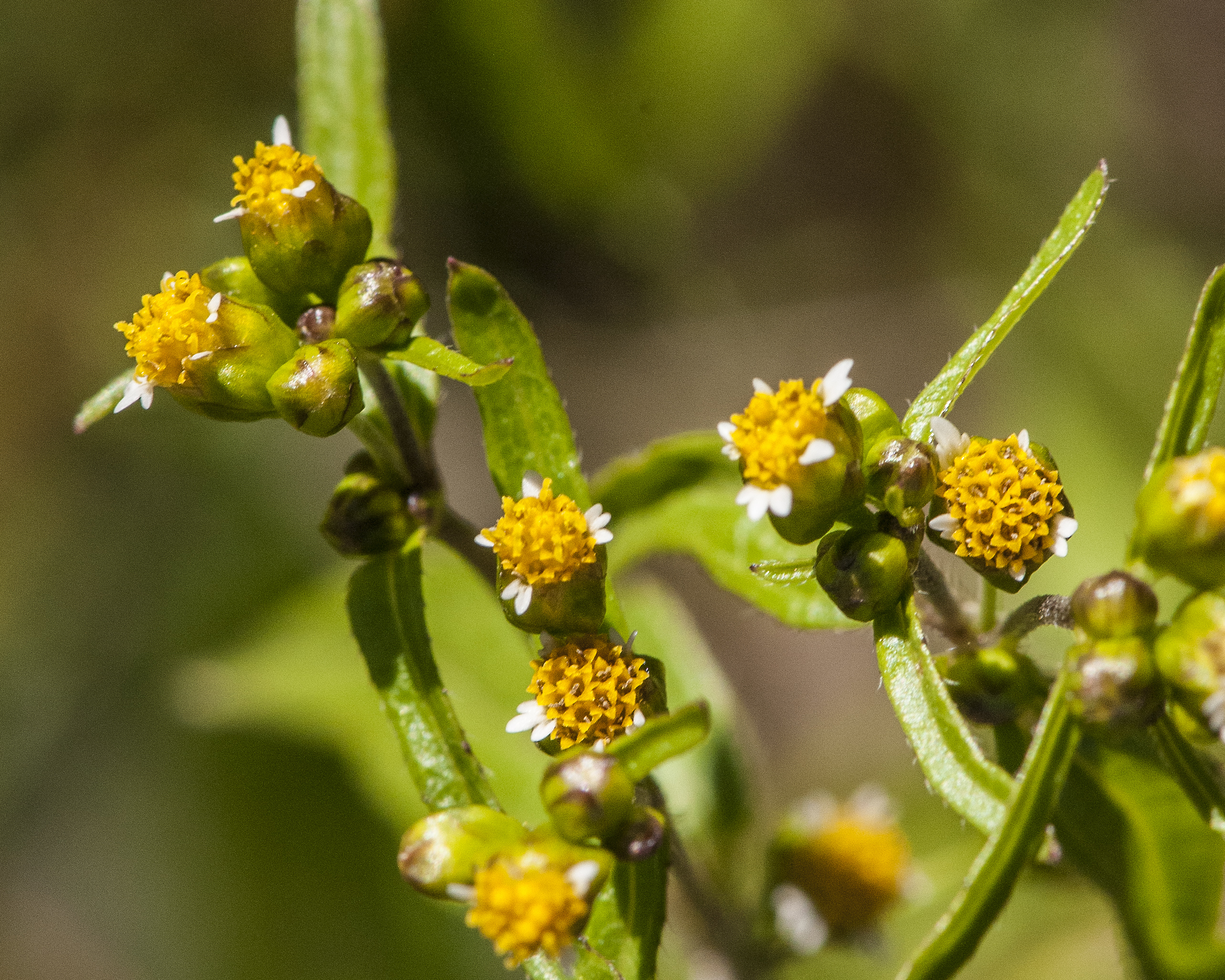 Gallant Soldier Flower