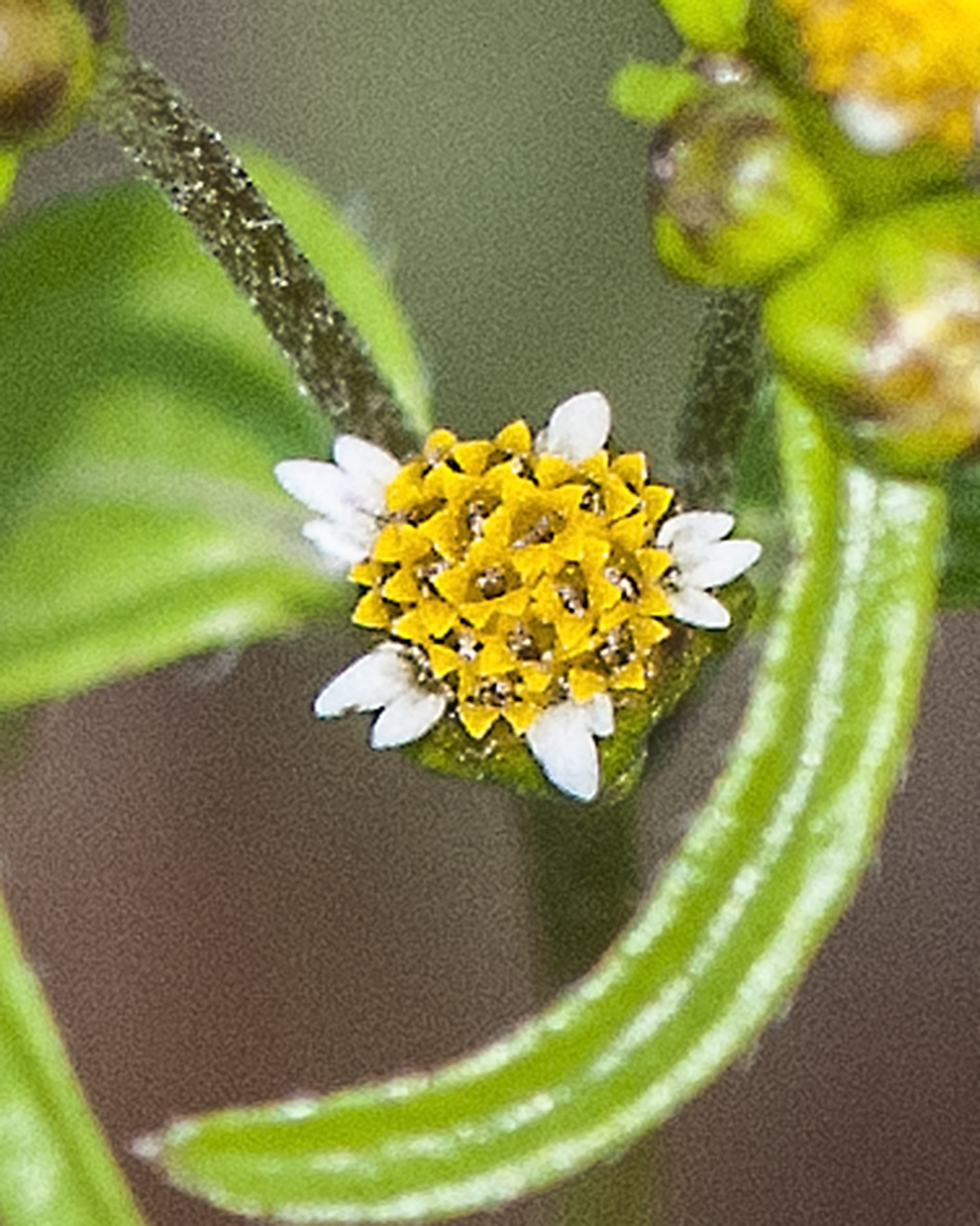 Gallant Soldier Flower