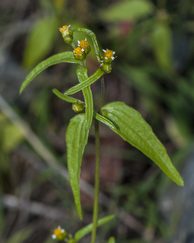 Gallant Soldier Leaves