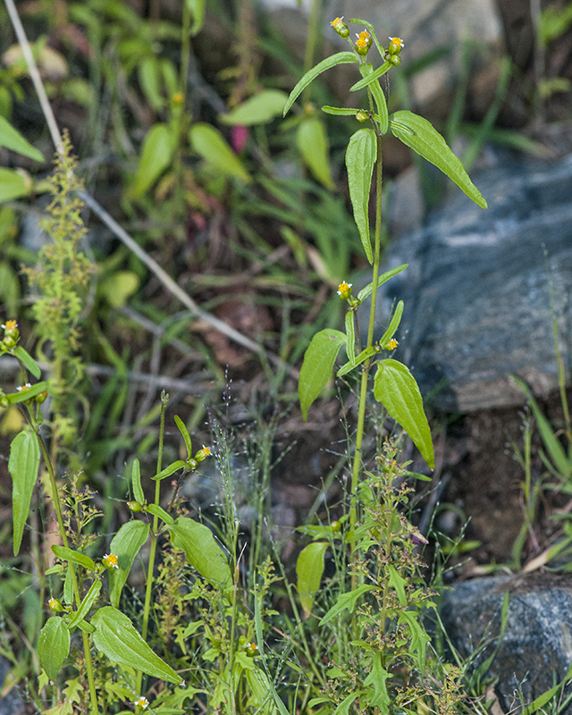 Gallant Soldier Plant