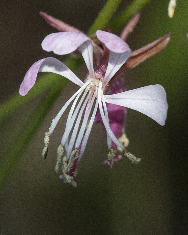 Gaura Flower
