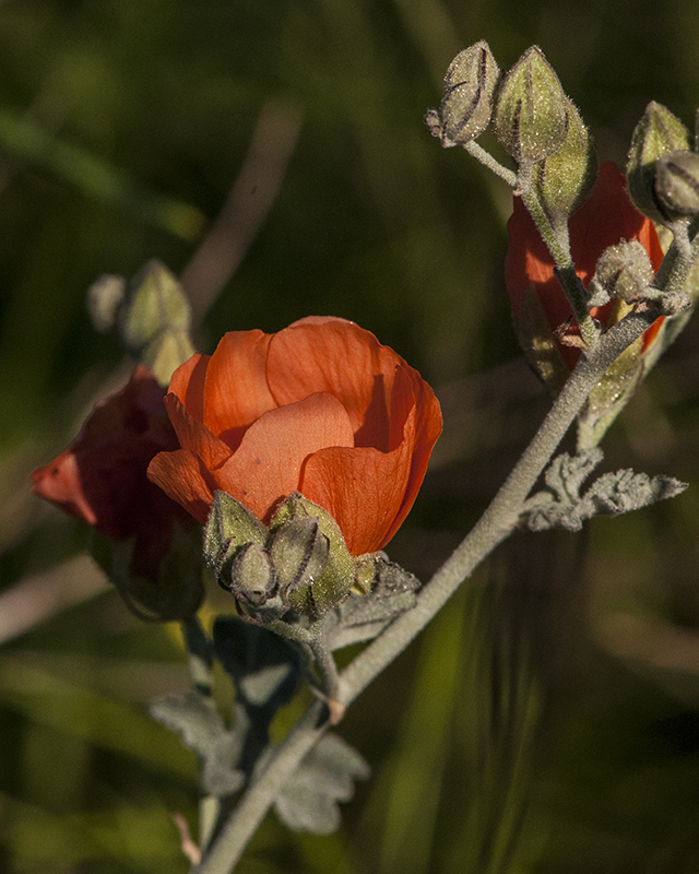 Caliche Globe Mallow Flower