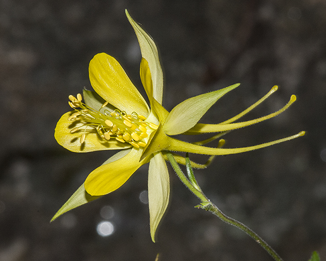 Golden Columbine Flower