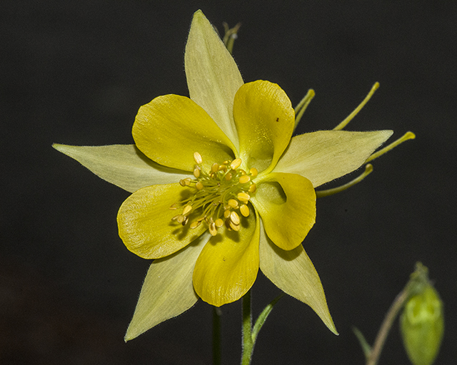 Golden Columbine Flower