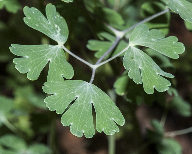 Golden Columbine Leaves