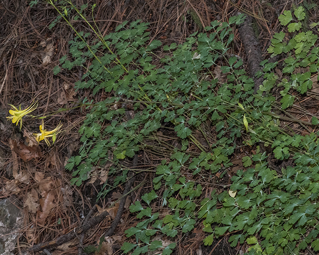Golden Columbine Plant