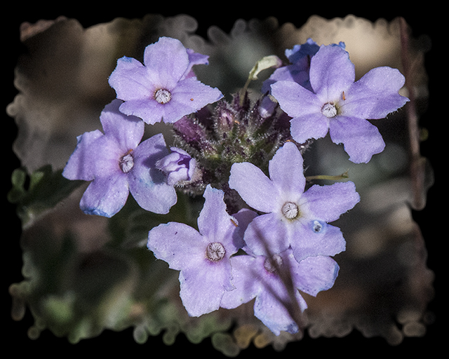 Goodding Verbena Flower