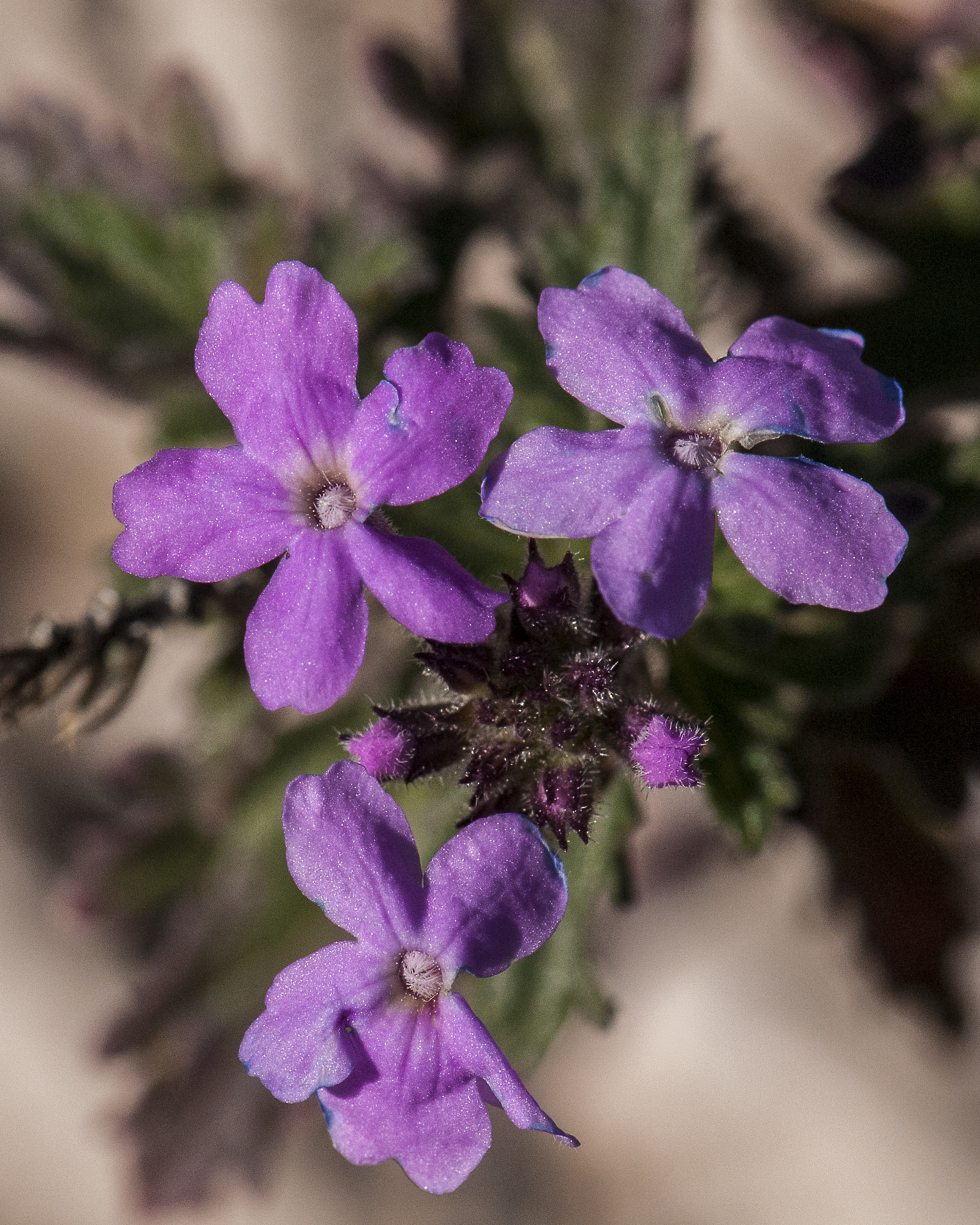 Goodding Verbena Flower