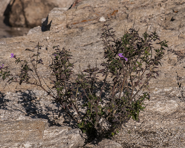 Goodding Verbena Plant