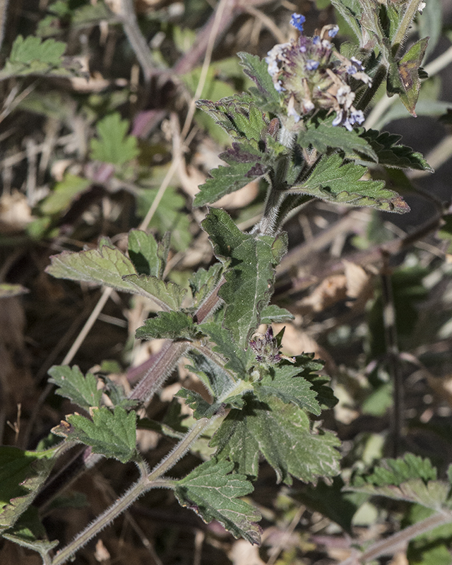 Goodding Verbena Stem