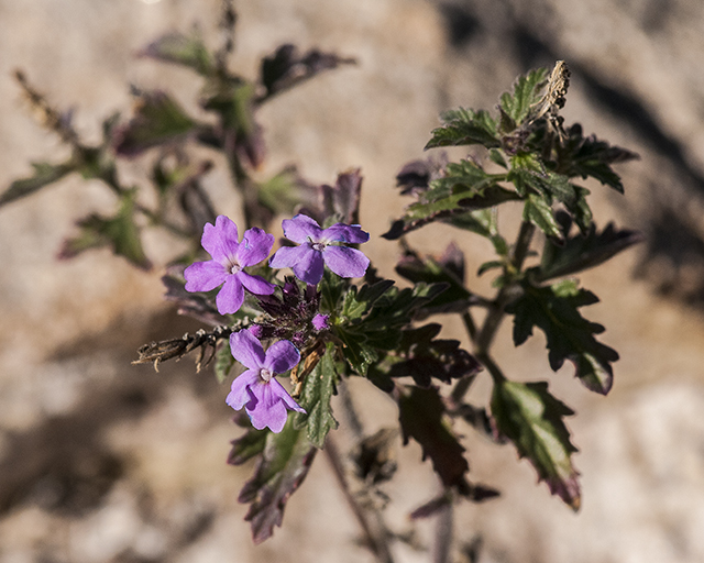 Goodding Verbena Stem