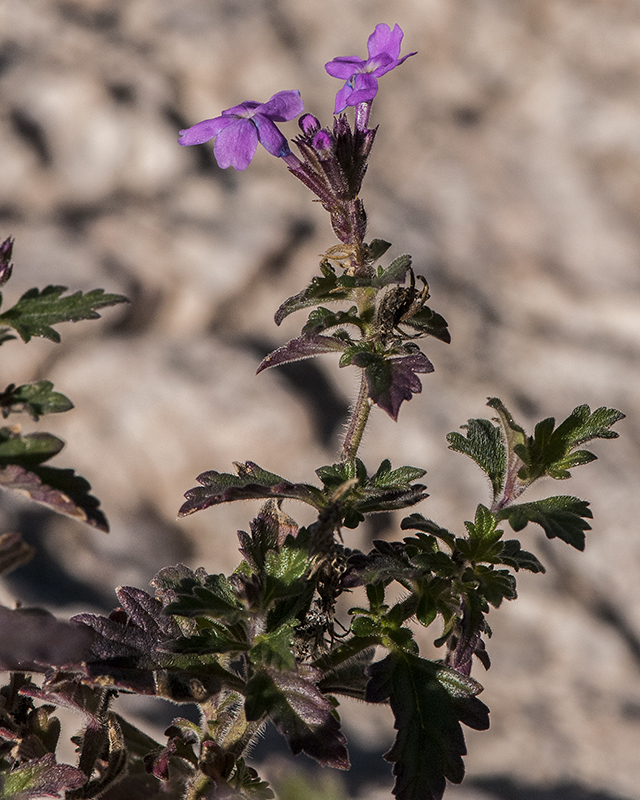 Goodding Verbena Stem