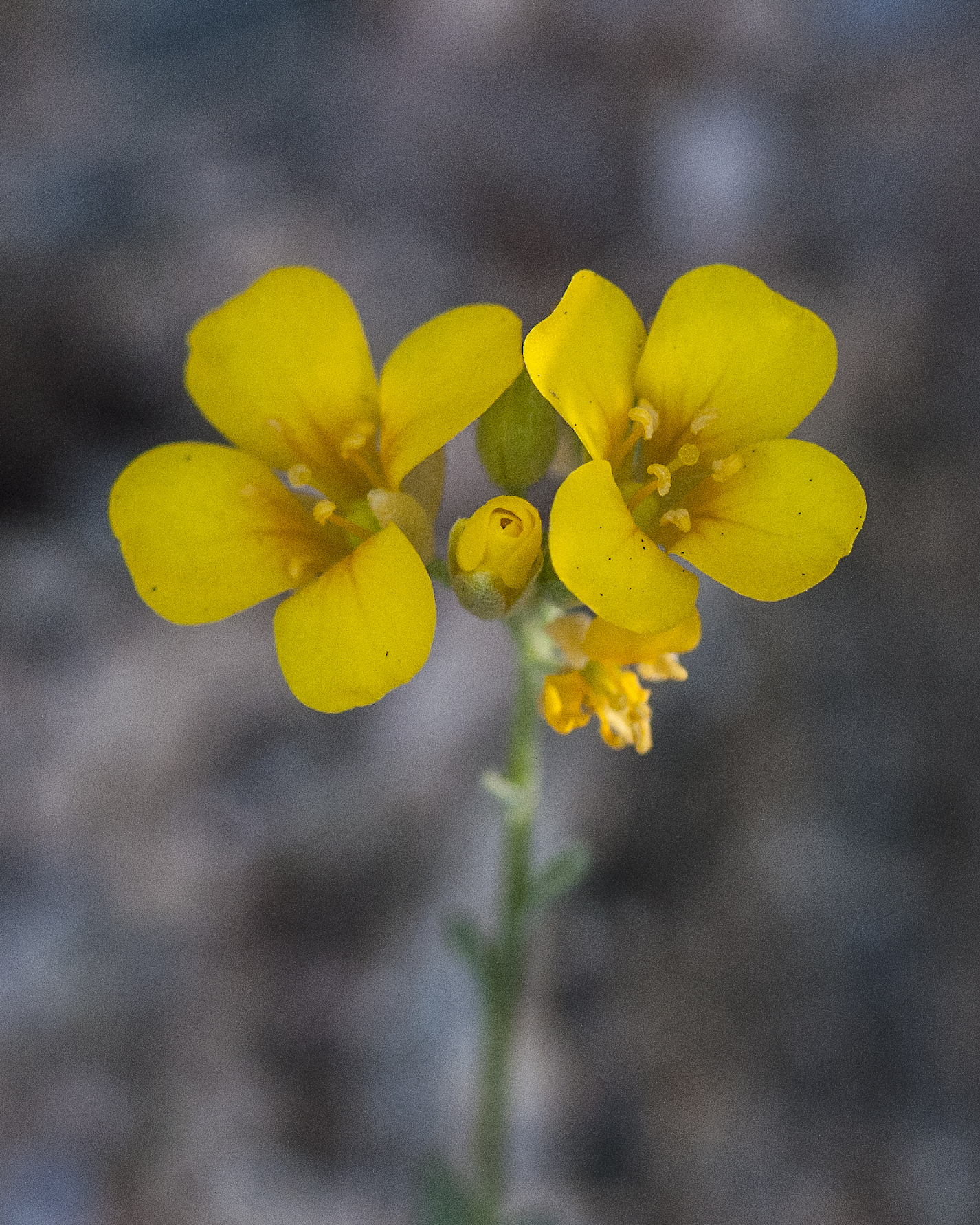Gordon's Bladderpod Flower