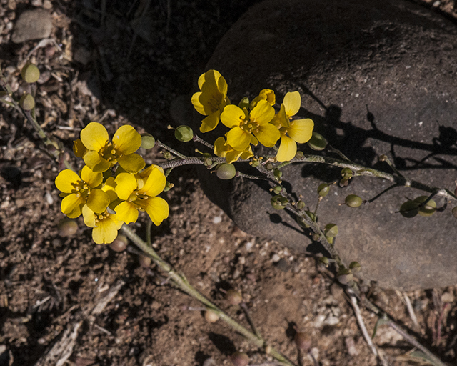 Gordon's Bladderpod Flower