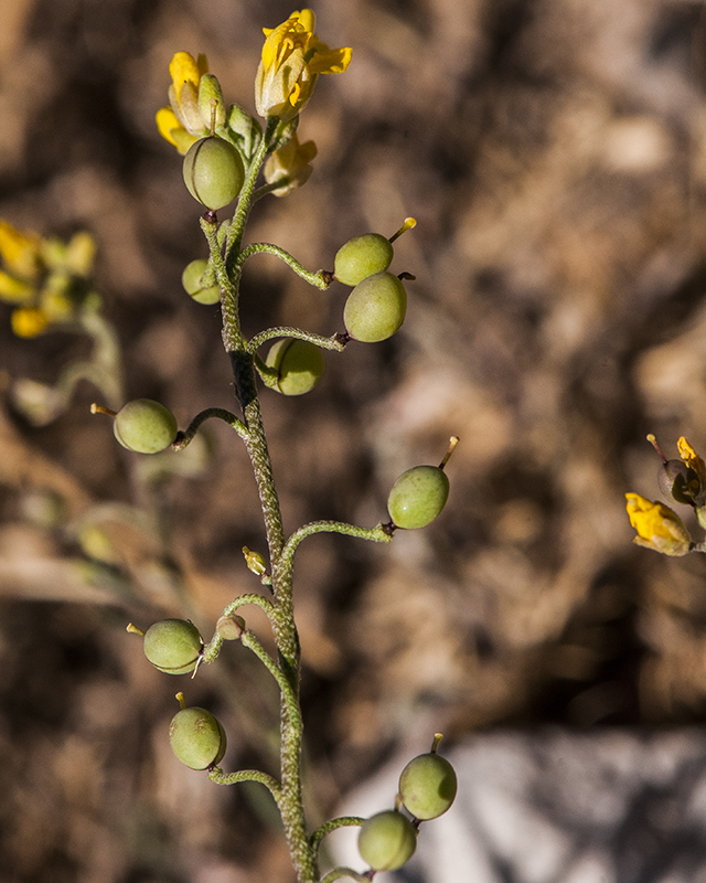 Gordon's Bladderpod Fruit