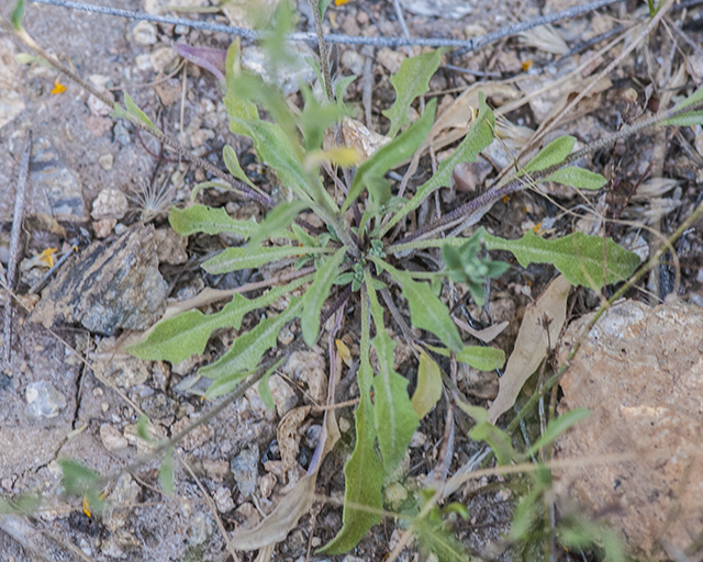 Gordon's Bladderpod Leaves